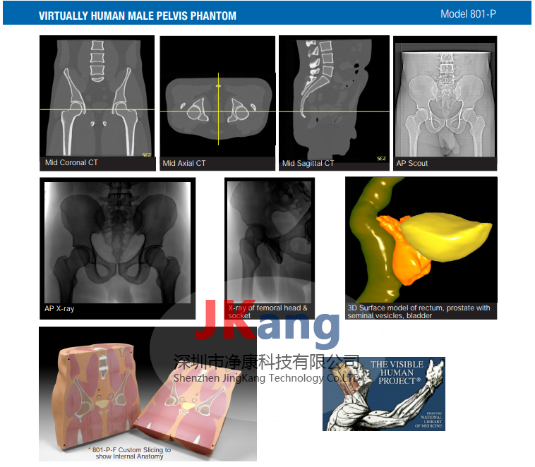 Cirs 801-P虚拟人男性骨盆体模,801-P男性骨盆模体