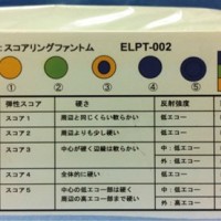 ELPT-002弹性成像模型